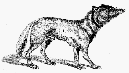 Canis lupus hodophylax, Wilk japoński