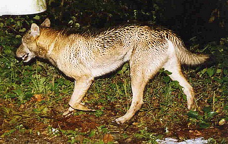 Canis lupus hodophylax, Wilk japoński