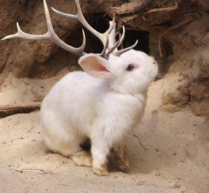 Jackalope