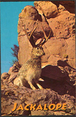 Jackalope