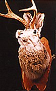 Jackalope