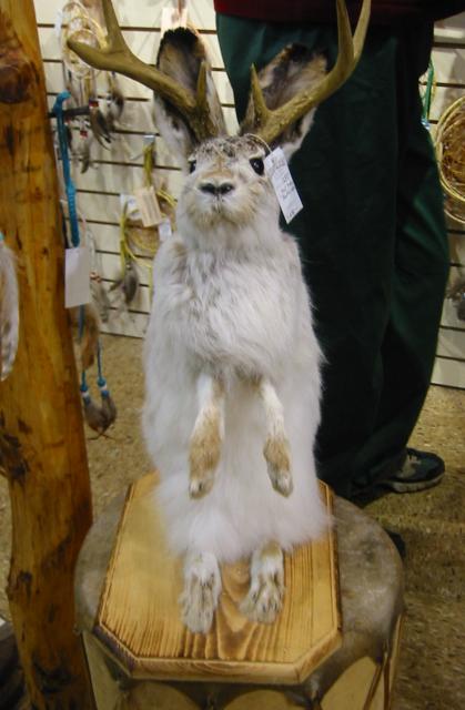 Jackalope