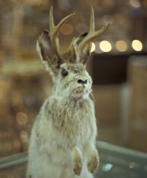 Jackalope