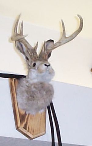 Jackalope