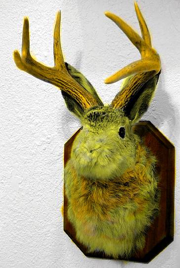 Jackalope