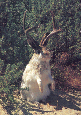 Jackalope