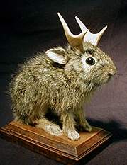 Jackalope